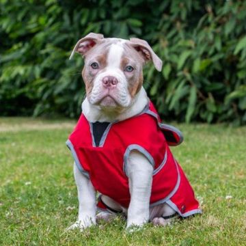Picture of Ancol Stormguard Dog Coat - Poppy Red X-Small 10" x 1