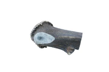 Picture of Wild Antler Co. Deer Antler XL x 1