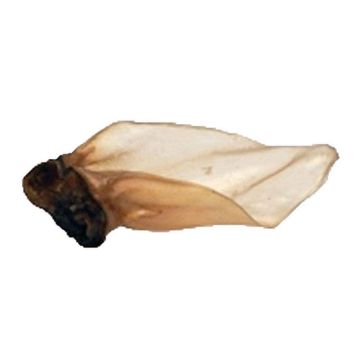 Picture of Buffalo Ears Large with Meat x 50
