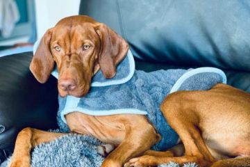 Picture of Henry Wag Drying Coat L 52cm Grey x 1