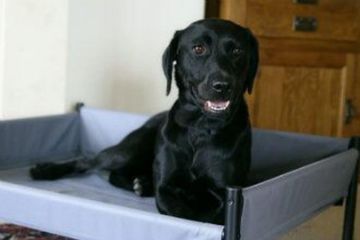 Picture of Henry Wag Elevated Dog Bed Ash Grey - Large x 1