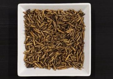 Picture of J&J Dried Calciworms 12.55kg Box