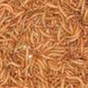 Picture of Dried Mealworms 12.55kg Box