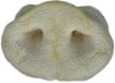 Picture of K9 Chew Co. Puffed Pig Snout x 50