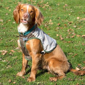 Picture of Scruffs Insect Shield Dog Vest XS x 1