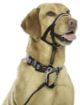 Picture of Halti Head Collar Black Size 4 x 1