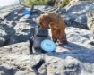 Picture of Henry Wag Travel Treat Bag x 1