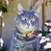 Picture of Rogz Refloctocat Cat Collar - Yellow Dayglo Bird x 1