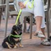 Picture of Rogz Utility Dayglo Yellow Extra Large Fixed Lead 1.2m x 1