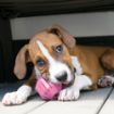 Picture of Puppy KONG Activity Ball - Medium x 1