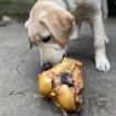 Picture of T Forrest Roasted Knuckle Bones - Box of 20