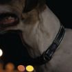 Picture of Rogz Utility Black Large (Fanbelt) Side Release Adjustable Collar 13" - 22" x 1