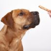 Picture of Fish4Dogs Love Salmon Sticks 85g x 10