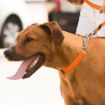 Picture of z [DISC] Rogz Utility Red Extra Large (Lumberjack) Obedience Half-Check Collar 19" - 27" x 1