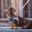 Picture of ROGZ URBAN Classic Dog Lead Gold Rush Medium 1.8m