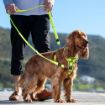 Picture of ROGZ Multi Lead Dayglo Medium 1.8m x 1