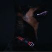 Picture of Rogz Utility Red Extra Large (Lumberjack) Side Release Adjustable Collar 17" - 29" x 1