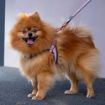 Picture of ROGZ URBAN Adj Fast-Fit Dog Harness Pink Blush Medium