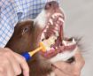 Picture of Arm & Hammer 360 Toothbrush for DOGS x 1