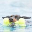 Picture of KONG Air Dog Squeaker Bone - Large x 1