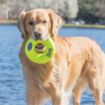 Picture of KONG Air Dog Squeaker Donut Medium x 1