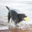 Picture of KONG Air Dog Squeaker American Football - Medium x 1