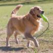 Picture of KONG Air Dog Fetch Stick & Throw Rope Large x 1