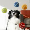 Picture of KONG Air Dog Sports SOFTIE Balls Medium 2.5" 3-Pack x 1