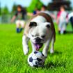 Picture of KONG Air Dog Sports Balls X-Small 1½" 3-Pack x 1