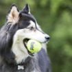 Picture of KONG Air Dog Squeaker Tennis Balls Bulk Box Medium 2½" x 48