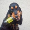 Picture of Animology Flower Power Fragrance Mist 150ml x 1