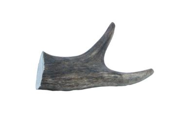 Picture of Wild Antler Co. Deer Antler Medium x 1