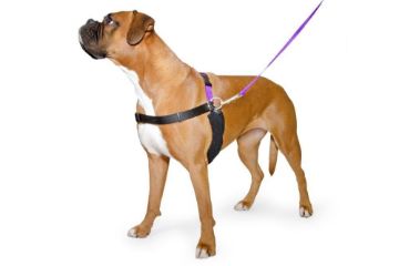 Picture of Ancol Pure Dog Listener Harness & Lead Set Small Size 3-4 x 1