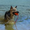 Picture of KONG Aqua (Floating Retrieval Toy) Medium x 1