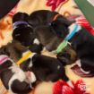 Picture of Ancol Whelping Collars (12pk) x 1