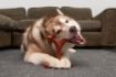 Picture of Bamboodles Y-Bone Dog Chew Bacon Large 7.25" x 1