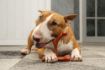 Picture of Bamboodles Y-Bone Dog Chew Bacon Medium 6" x 1