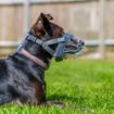 Picture of Baskerville INVISA Muzzle Size 2 x 1