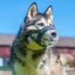Picture of Baskerville INVISA Muzzle Size 3 x 1