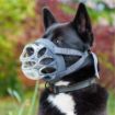 Picture of Baskerville INVISA Muzzle Size 6 x 1