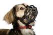 Picture of Baskerville Ultra Muzzle - Size 1 x 1