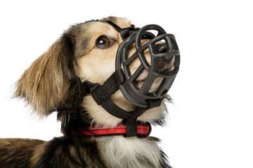 Picture of Baskerville Ultra Muzzle - Size 1 x 1