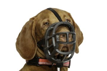 Picture of Baskerville Ultra Muzzle - Size 4 x 1