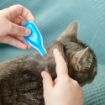 Picture of Beaphar FIPROtec Cat Flea Drops 1 Tube x 1