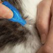 Picture of Beaphar FIPROtec Cat Flea Drops 4 Tube x 1