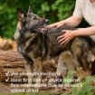 Picture of Beaphar Medium/Large Dog Flea Tablets 3 tab x 1