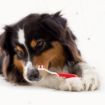 Picture of Beaphar Regular Toothbrush x 1