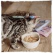 Picture of Blink! Cat Pouch Chicken in Jelly 85g 8pk x 3