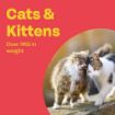 Picture of Bob Martin Clear Spot-On Cat Wormer 4 Tube x 1