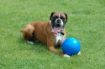 Picture of Company of Animals Boomerball 6" x 1